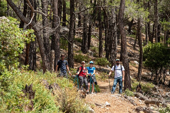 Hiking Mountain Akramitis Rhodes - pick up service available - The Descending Route Through Pine Forests