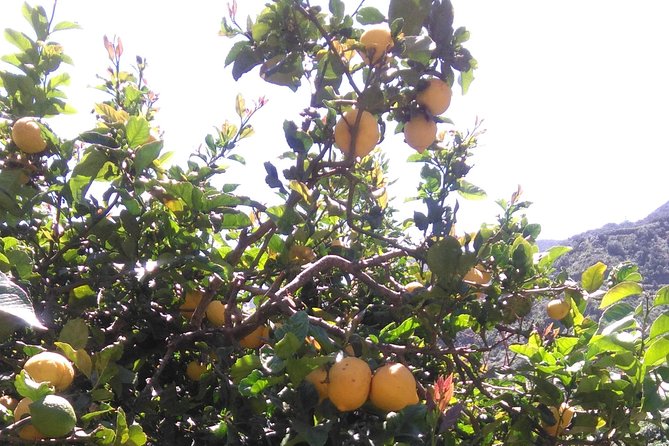 Hiking tour in the Anaga biosphere reserve in Tenerife - The Volcanic Origins and Geological Significance of Anaga