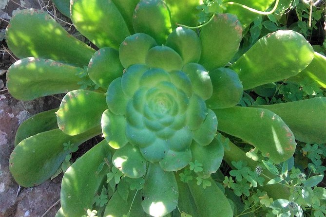 Hiking tour in the Anaga biosphere reserve in Tenerife - Practical Tips for the Trekking Experience