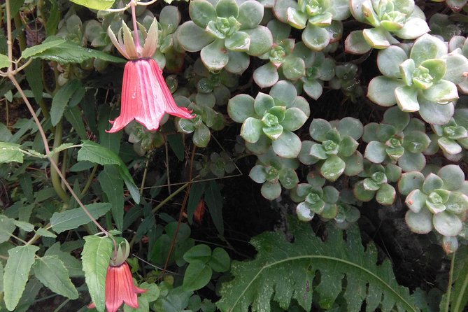 Hiking tour in the Anaga biosphere reserve in Tenerife - The Tour’s Accessibility and Group Size