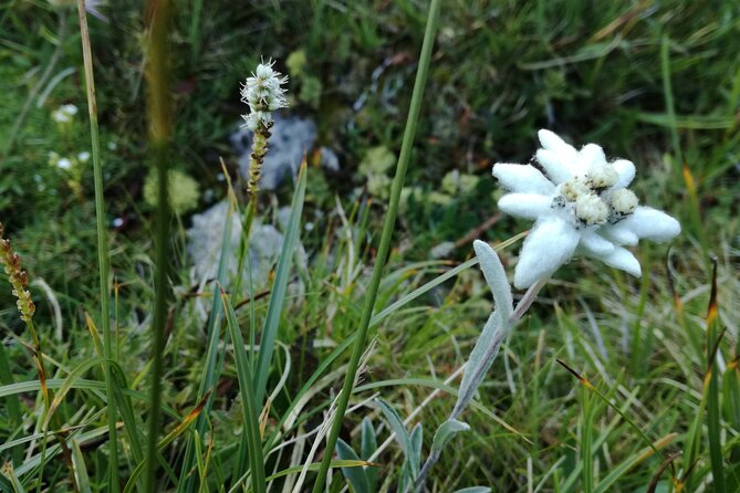 Hiking tour in the World Natural Heritage Unesco Dolomites - Photo Hotspots and Panoramic Views