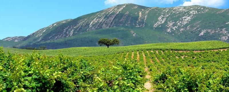 Hiking Tour to the highest point of Arrábida Mountain - Tasting Local Breads and Cheese on the Mountain