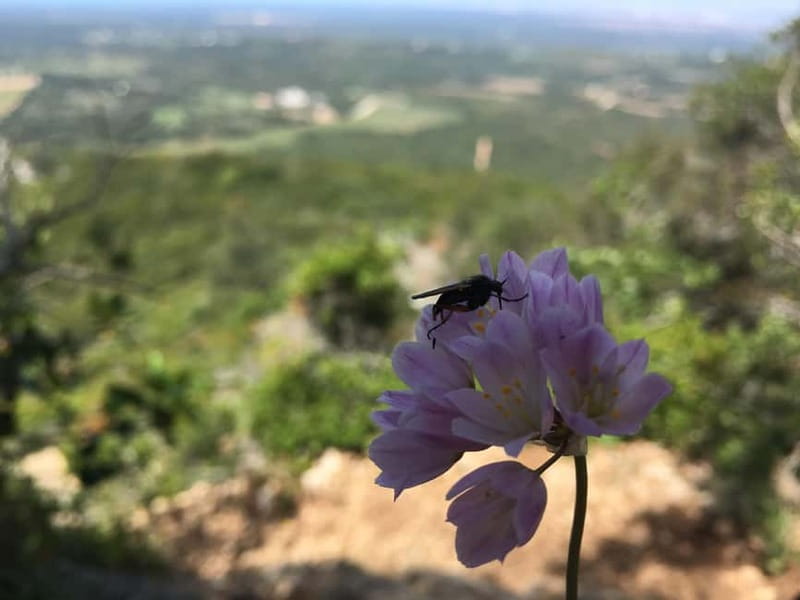 Hiking Tour to Top of Arrabida Mountain - Conquer Alto do Formosinho with Expert Guidance