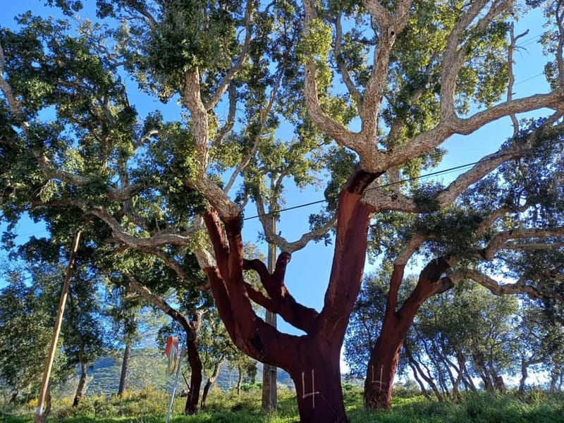 Hiking Tour to Top of Arrabida Mountain - Practical Tips for a Successful Hike