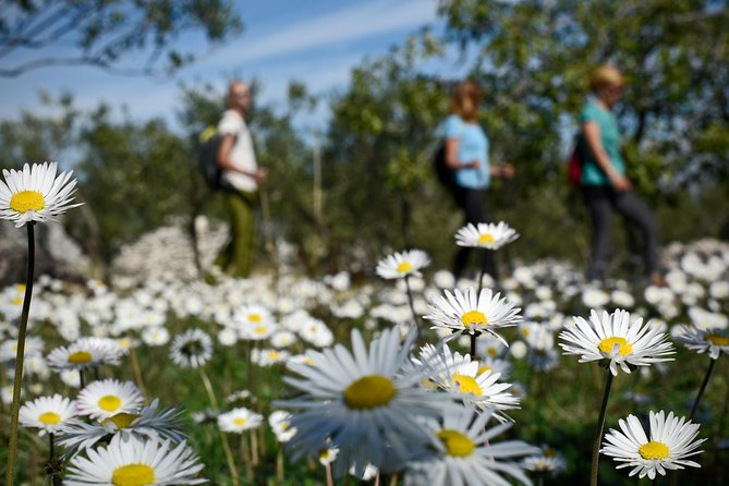 Hiking tour Vidova gora and visiting Museum of olive oil - Why This Tour Offers More Than Just a Hike