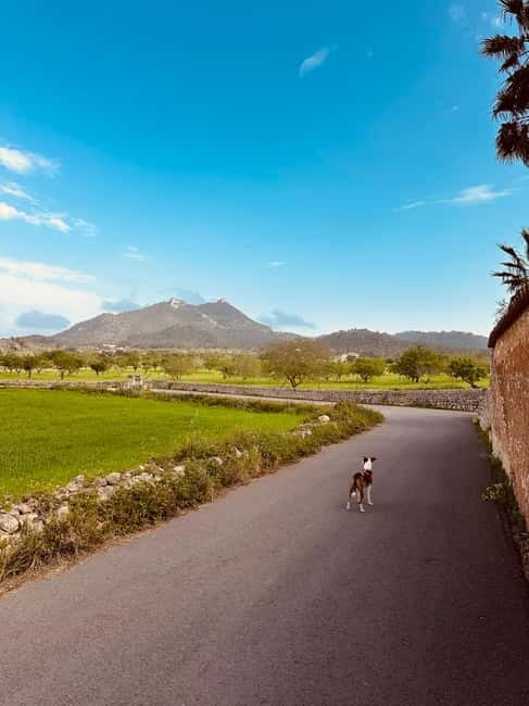 Hiking tour with a dream view of the former monastery of Sant Salvador, 3-4 hours. - Weather Considerations and Timing Flexibility