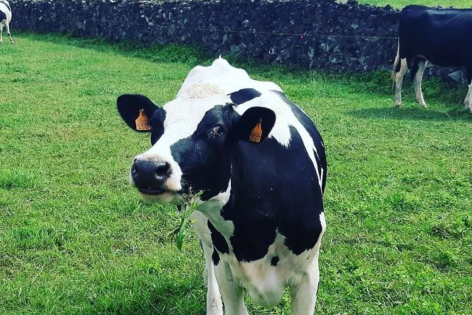 Hiking Trail Baías da Agualva | Terceira Island - Terrain Types: Forests and Volcanic Rock
