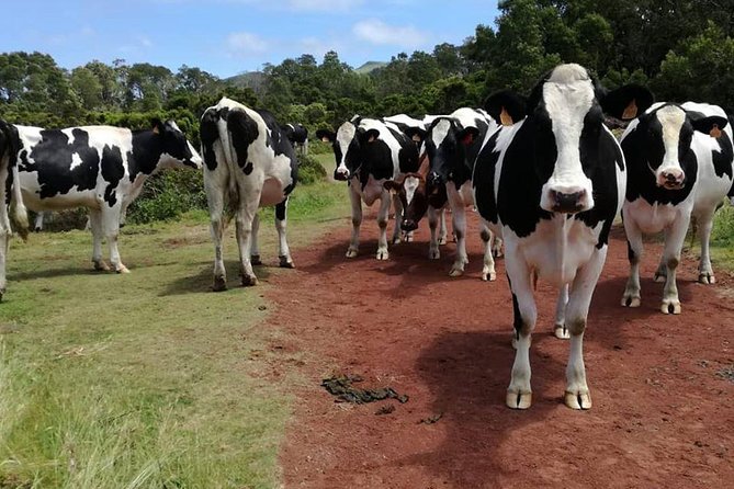 Hiking Trail Rocha Do Chambre | Terceira Island - Comparing Similar Experiences on Terceira