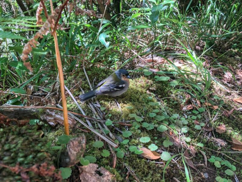 Hiking Trip with a Local - The Most Popular Trail Options