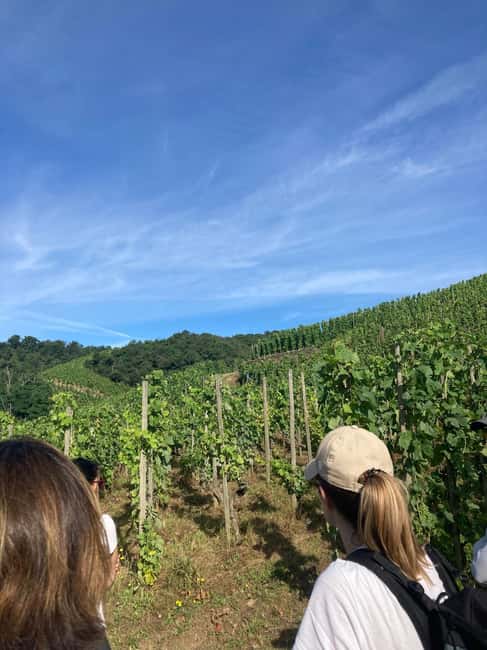 Hiking & Wine between Côte-Rôtie and Condrieu - Wine Tasting With a View at the Summit