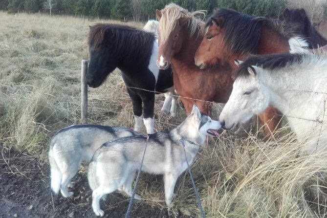 Hiking with Husky in Akureyri - Meeting the Huskies in Their Icelandic Home Environment