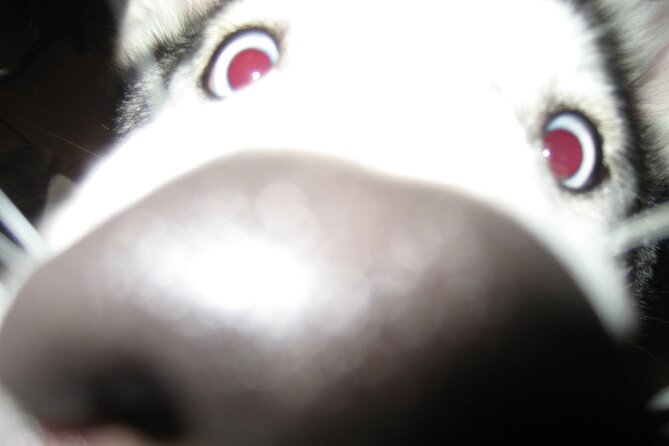 Hiking with Husky in Akureyri - The Experience for Families and Dog Lovers