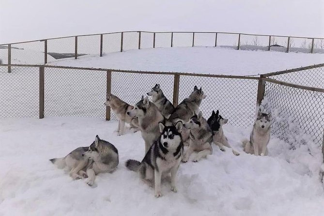 Hiking with Husky in Akureyri (private) - Post-Hike Visit to the Huskies Home