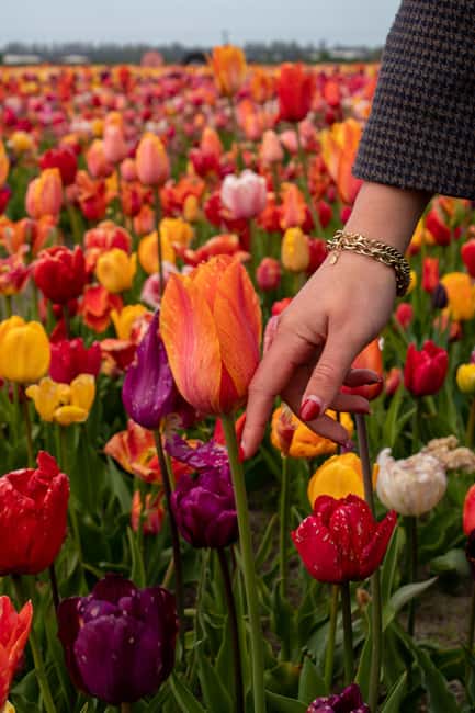 Hillegom: Tulip Barn Entry Ticket - Exploring the Vibrant Tulip Varieties in Hillegom