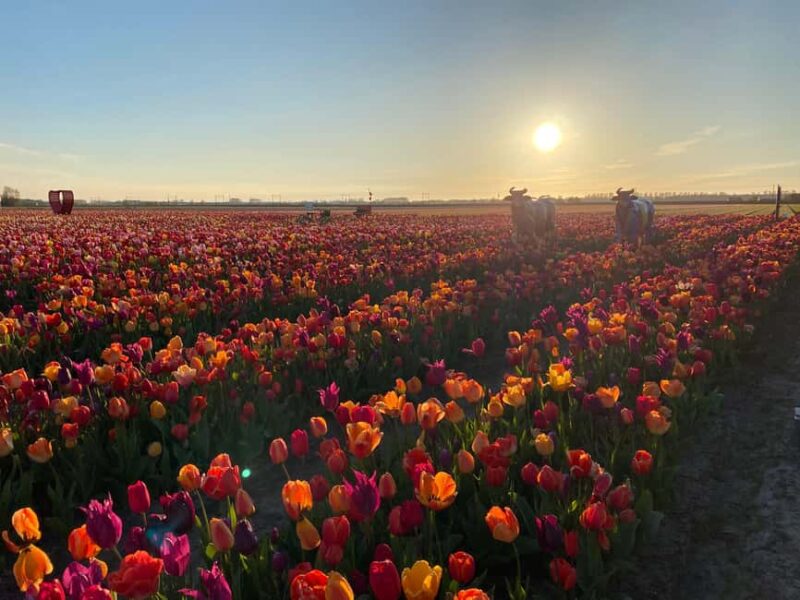 Hillegom: Tulip Barn Entry Ticket - Family Passion and Flower Garden Design