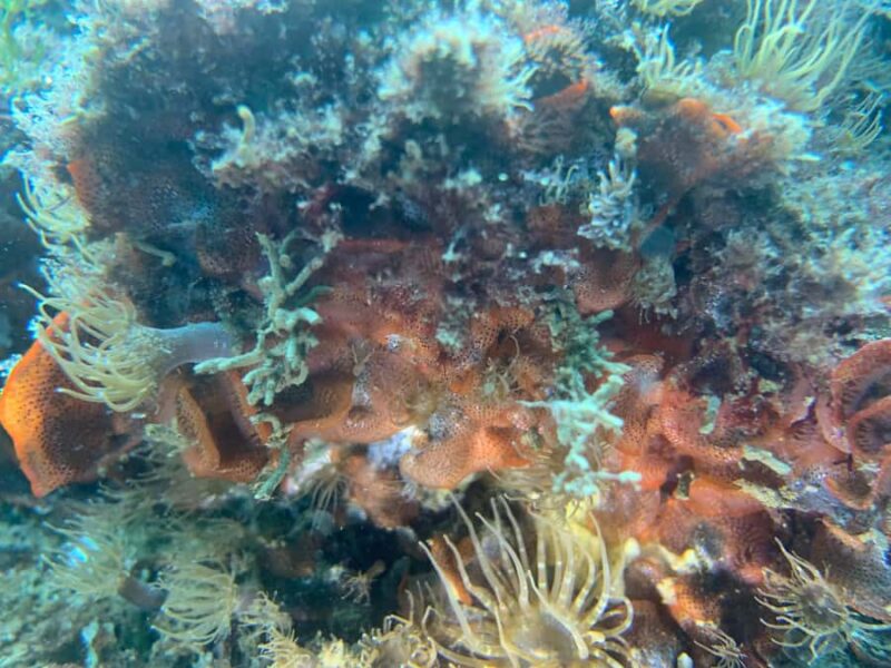 Hilo: 2 Tank Remote Reefs Diving Trip with Snacks and Drinks - Key Points