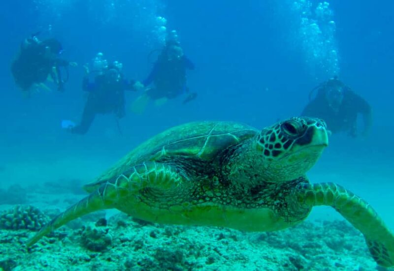 Hilo: 2 Tank Remote Reefs Diving Trip with Snacks and Drinks - What’s included: Snacks, drinks, and small-group atmosphere
