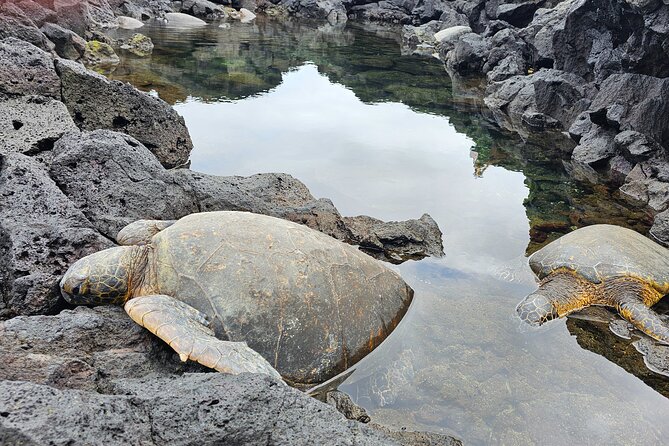 Hilo and Volcano National Park Tour for Cruise Passengers at port - Discover the Hilo and Volcano National Park Tour for Cruise Passengers
