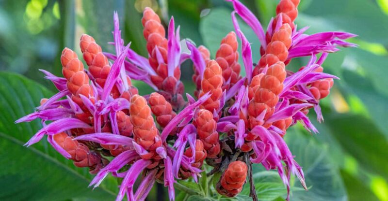 Hilo: Gardens, Waterfalls & Farmers Market Shore Excursion - Experience the Best of Big Island Nature with a Private Hilo Tour