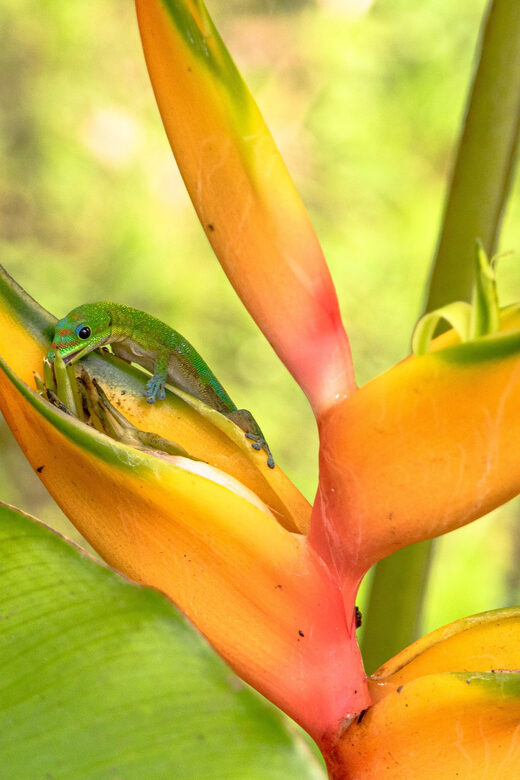 Hilo: Gardens, Waterfalls & Farmers Market Shore Excursion - Practical Details and Included Amenities