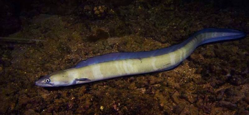 Hilo: Night Dive for Certified Divers - The Dive Experience and Underwater Highlights