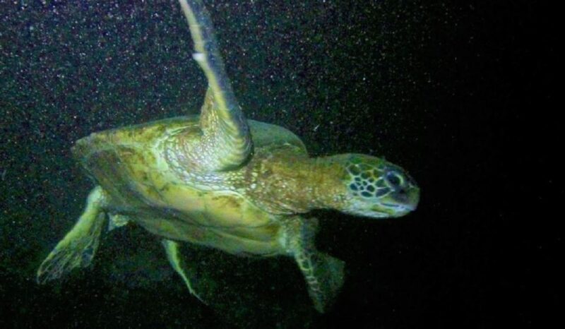 Hilo: Night Dive for Certified Divers - Timing, Group Size, and Flexibility