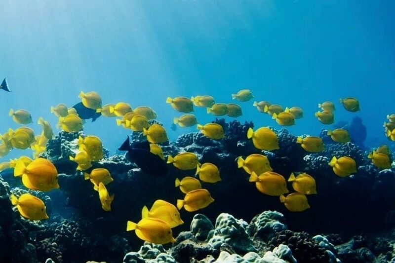 Hilo: Sea Turtle Lagoon and Black Sand Beach Snorkel - Discovering the Marine Life at Hilo’s Black Sand Beaches and Lagoon