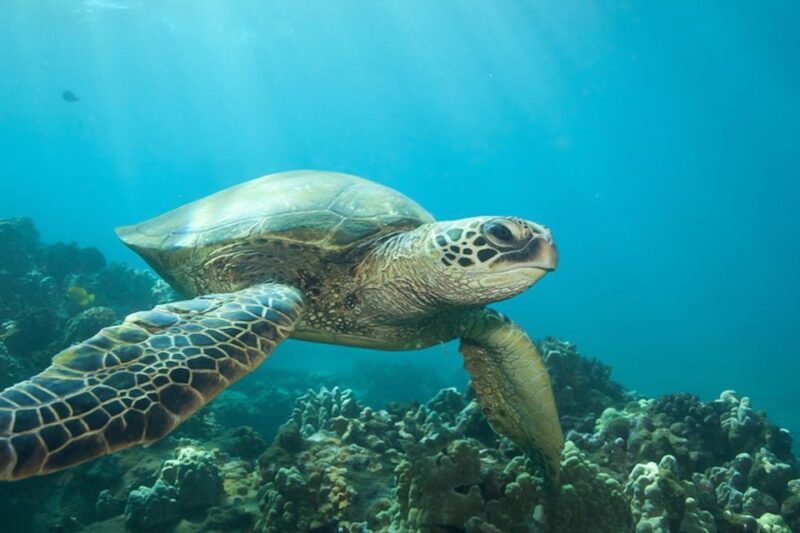 Hilo: Sea Turtle Lagoon and Black Sand Beach Snorkel - The Value of this Snorkel Experience in Hilo