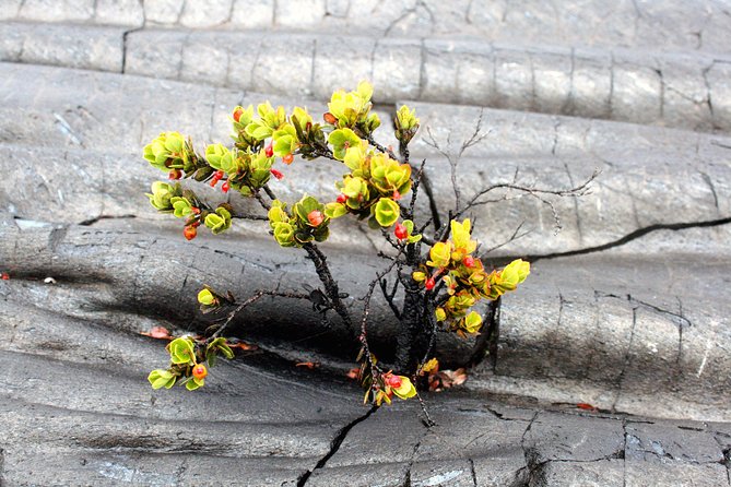 Hilo Shore Excursion: Active Volcano, Lava Tube, Waterfall and Gardens - Scenic Drive Along Chain of Craters Road