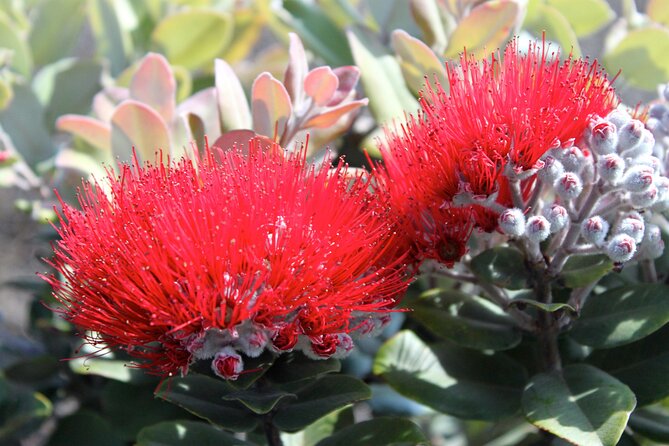 Hilo Shore Excursion: Active Volcano, Lava Tube, Waterfall and Gardens - Whats Included and What to Bring