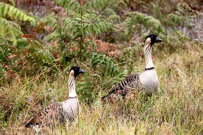 Hilo Shore Excursion: Active Volcano, Lava Tube, Waterfall and Gardens - Benefits of the Small-Group Format and Local Guides
