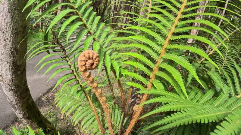 Hilo: Volcanoes National Park & Black Sand Beach - Value and Booking Flexibility