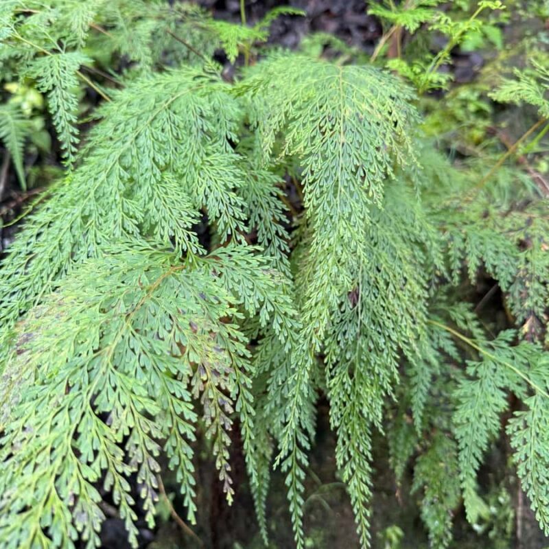 Hilo: Waterfall Hike and Swim with Native Hawaiian - The Intimate Experience with Small Groups
