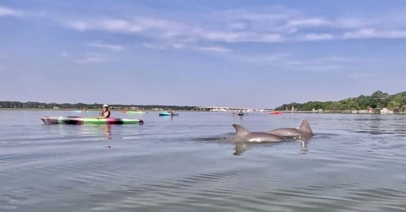 Hilton Head: 2-Hour Kayak Dolphin Nature Tour - Hilton Head Kayak Tour Begins with Safety and Equipment
