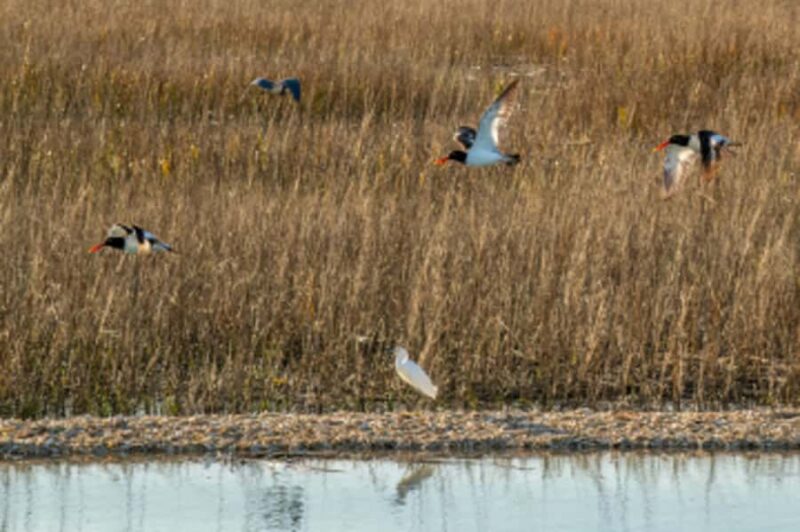 Hilton Head: Dolphin Eco Tour with Naturalist Guide - Key Points