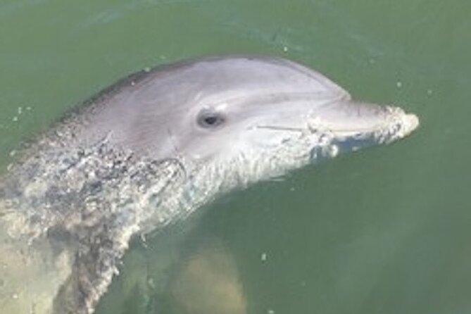 Hilton Head Dolphin Tour with Stop at Disappearing Island - Hilton Head Dolphin Tour with Stop at Disappearing Island: An Engaging Marine Adventure
