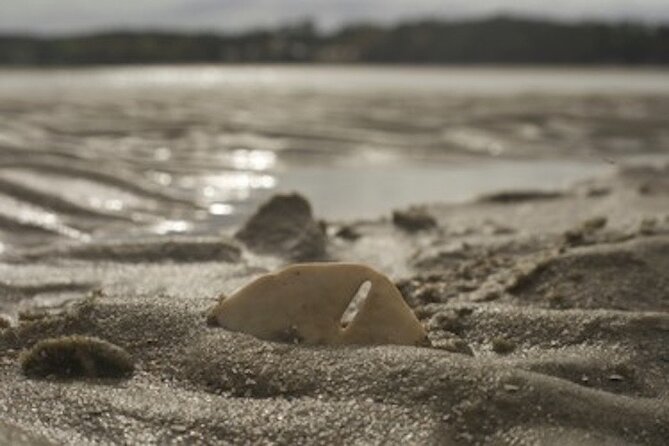 Hilton Head Dolphin Tour with Stop at Disappearing Island - Weather Policies and Cancellations