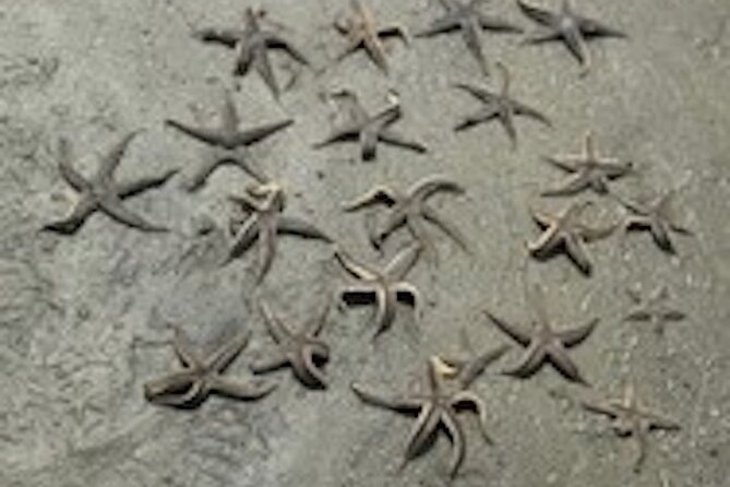 Hilton Head Dolphin Tour with Stop at Disappearing Island - What Past Guests Say About This Tour