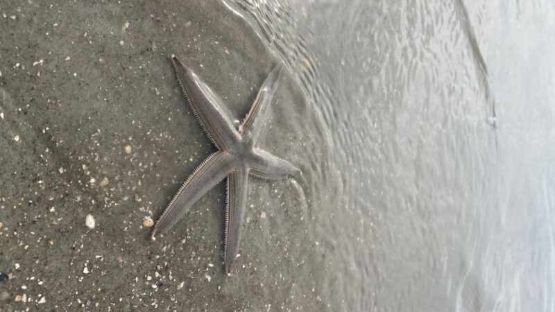 Hilton Head: Guided Disappearing Island Tour by Mini Boat - Explore Hilton Head’s Waters with a Guided Mini Boat Tour for Up to Two People