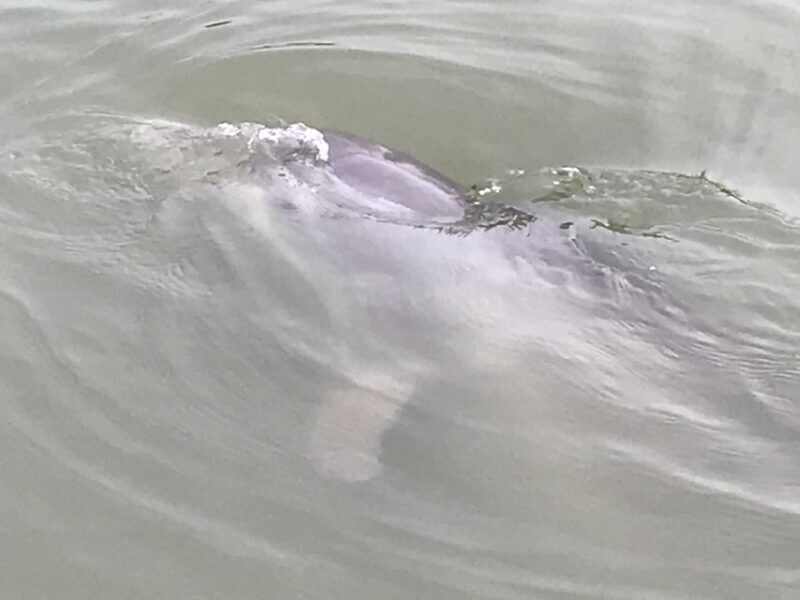 Hilton Head Island: 90-Minute Dolphin & Nature Tour - Key Points
