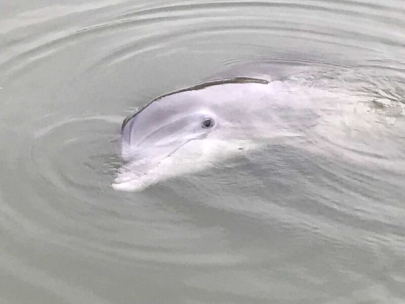 Hilton Head Island: 90-Minute Dolphin & Nature Tour - Frequently Asked Questions