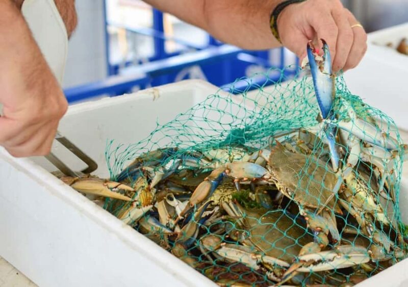Hilton Head Island: Crabbing Expedition Boat Tour - Key Points