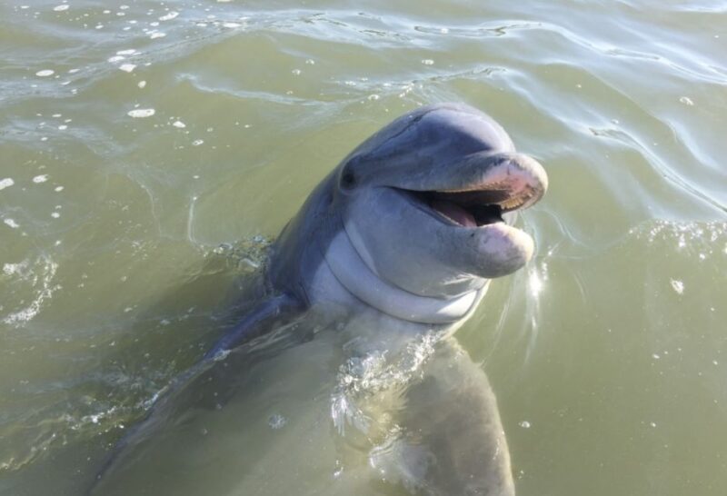 Hilton Head Island: Daytime Dolphin Watching Boat Tour - Starting Point: Easy Access at Palmetto Bay Marina