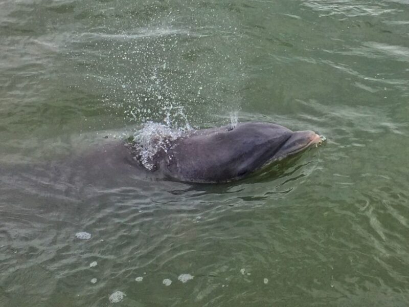 Hilton Head Island: Daytime Dolphin Watching Boat Tour - Tour Reviews: High Praise for Guides and Sightings