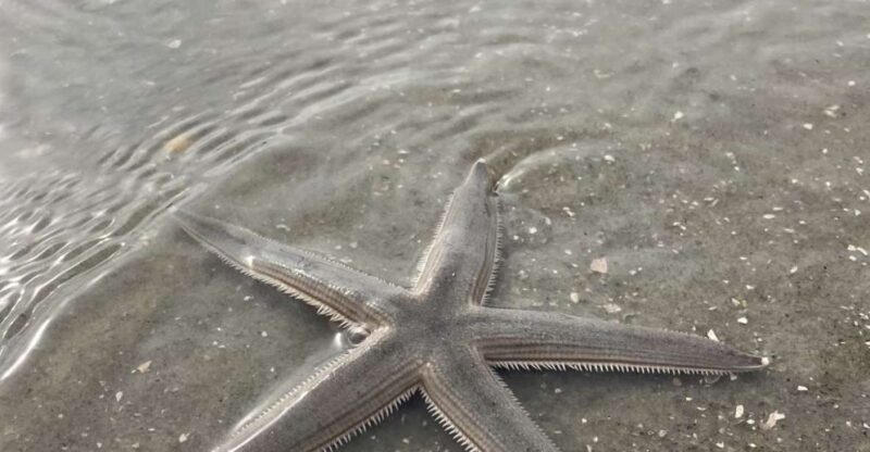 Hilton Head Island: Disappearing Island and Dolphin Tour - Guided Narration and Local Expertise