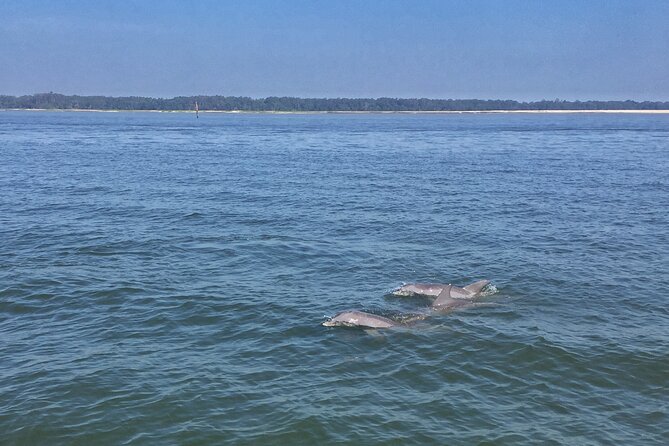 Hilton Head Island Dolphin Boat Cruise - Hilton Head Island’s Calm Waters Start at Palmetto Bay Marina