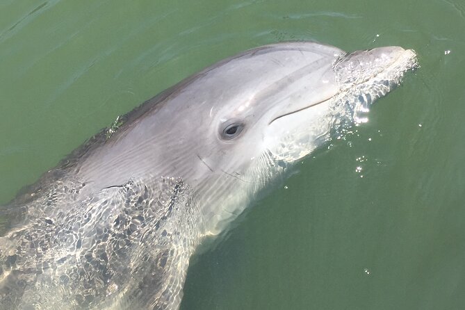 Hilton Head Island Dolphin Boat Cruise - A Fun and Educational Experience for All Ages