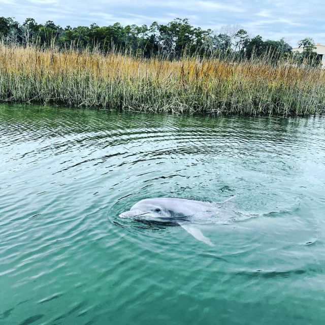 Hilton Head Island: Dolphin Cruise & Nature Tour - Highlighted Landmarks: Lighthouse, Bridges, and Islands