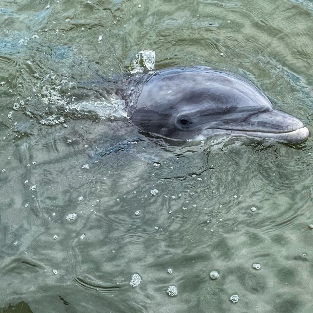 Hilton Head Island: Dolphin Cruise & Nature Tour - Value for Money in a Short, Wildlife-Focused Tour