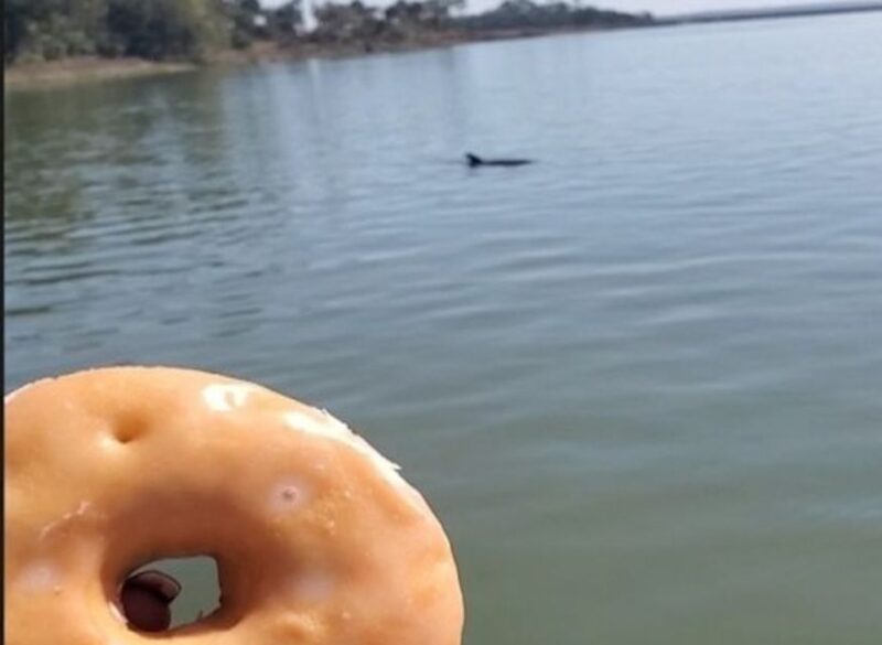 Hilton Head Island: Dolphin Watching Cruise with Donuts - Fresh Donuts and Bottled Water for a Sweet Break